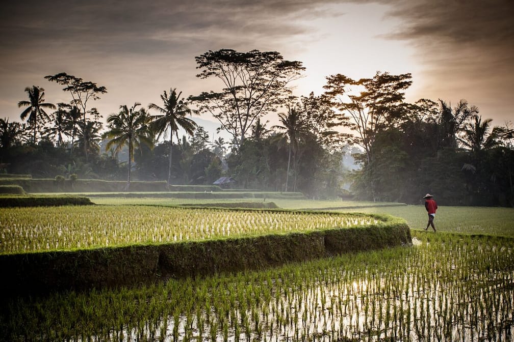 Bali Rice Fields - Ultimate Bali Travel Guide