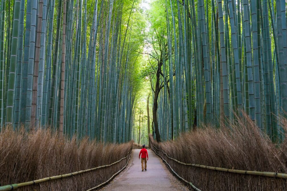 Rear view of man walking along a path lined with tall bamboo trees.