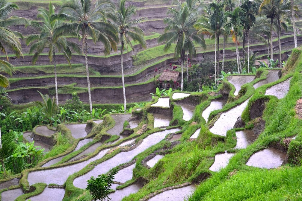 Rice terrace in Bali