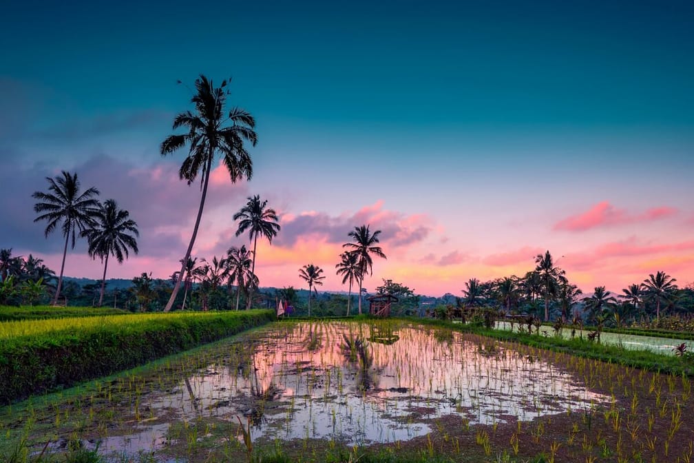 Rice fields of Bali