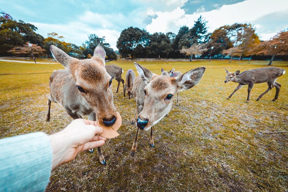 Sacred Sika deers Nara Park forest, Japan