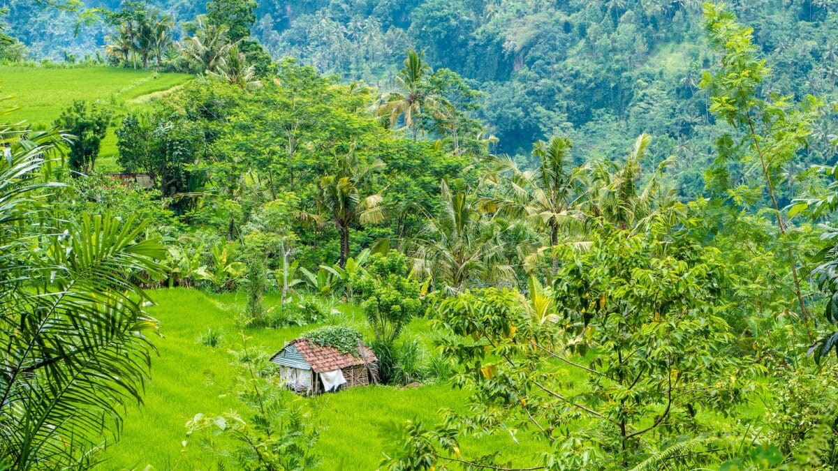 Rice tarrace under Water in Sidemen. Bali, Indonesia