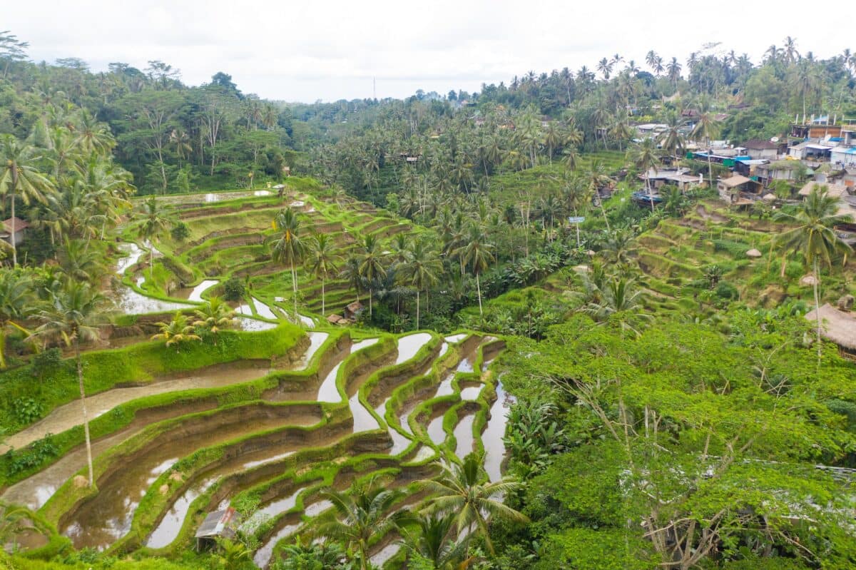 Aerial view of terraced rice fields near a village in rainforest in Bali