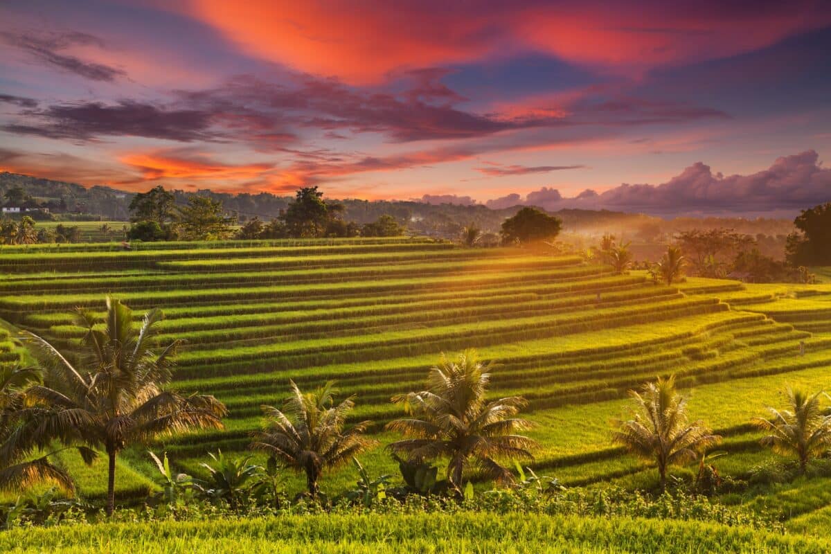 Beautiful sunrise over the Jatiluwih Rice Terraces in Bali, Indonesia