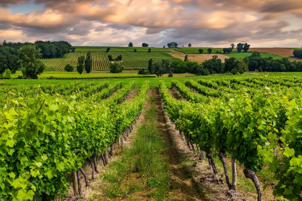 Beautiful vineyard at sunset. Travel around France, Bordeaux