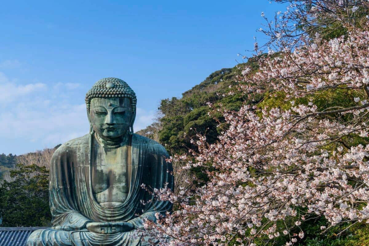 Buddha statue and Cherry blossoms, Kamakura, Japan.