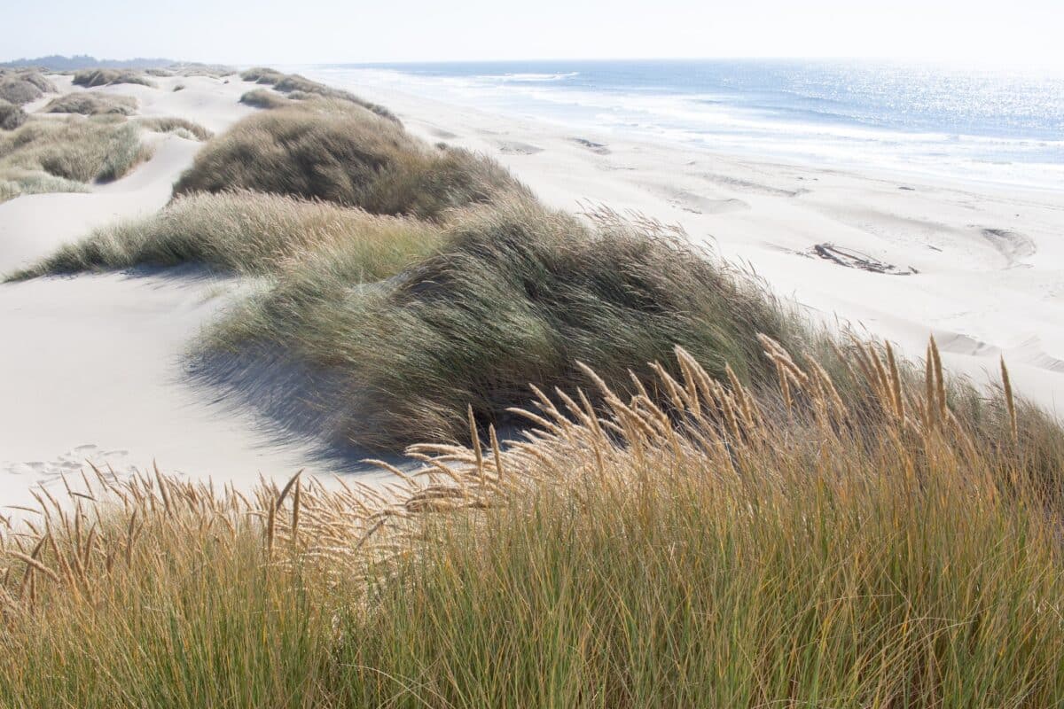 Oregon dunes