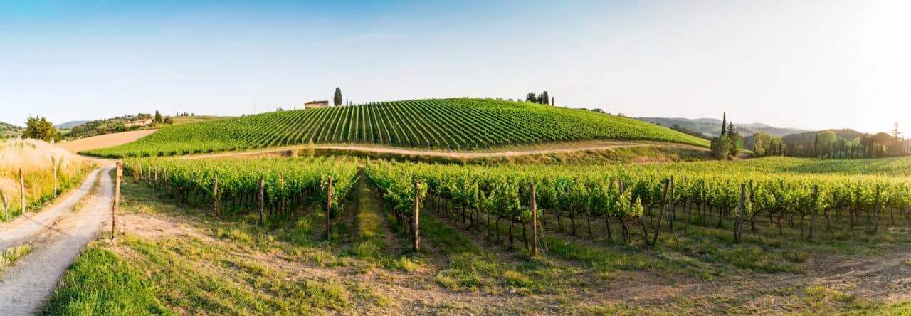 Vineyards in Tuscany