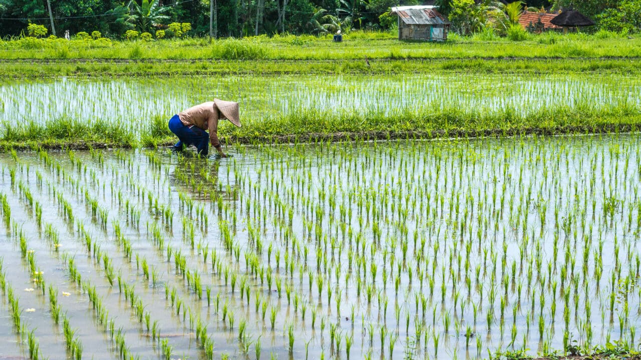 Farmer in rice field, Bali, Indonesia
