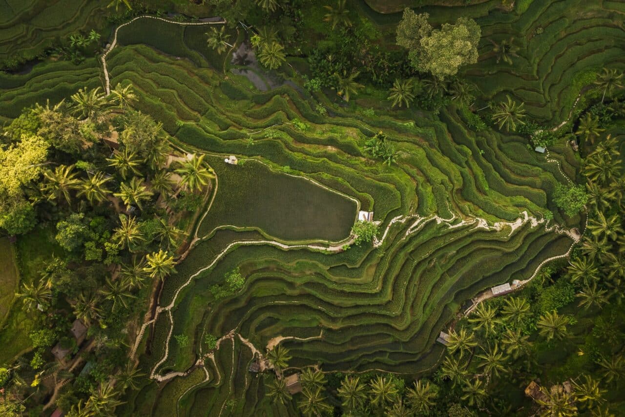 Tegallalang Rice Terraces in Bali