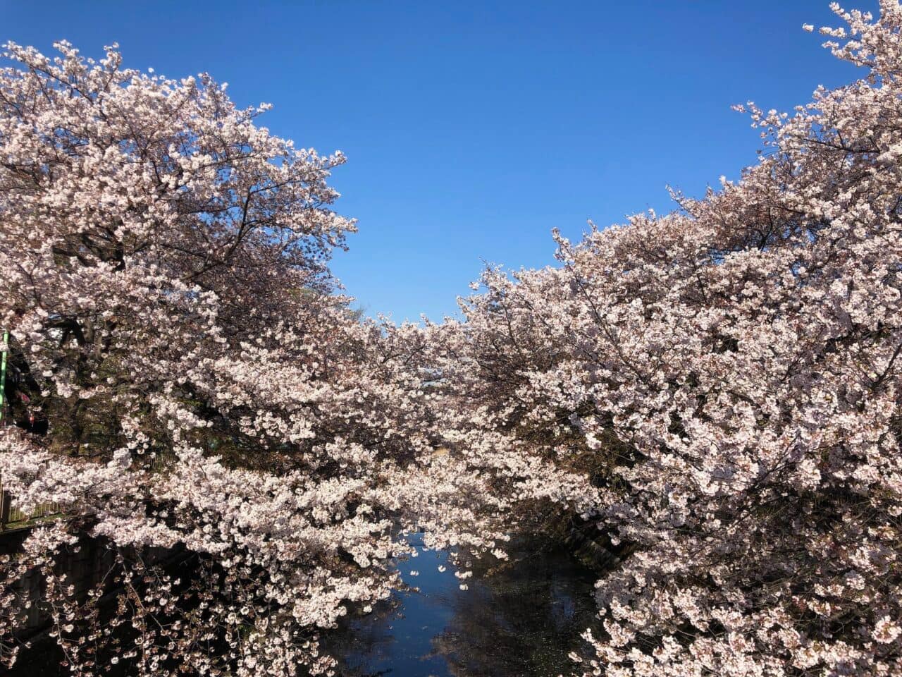 Sakura blossoms in Tokyo